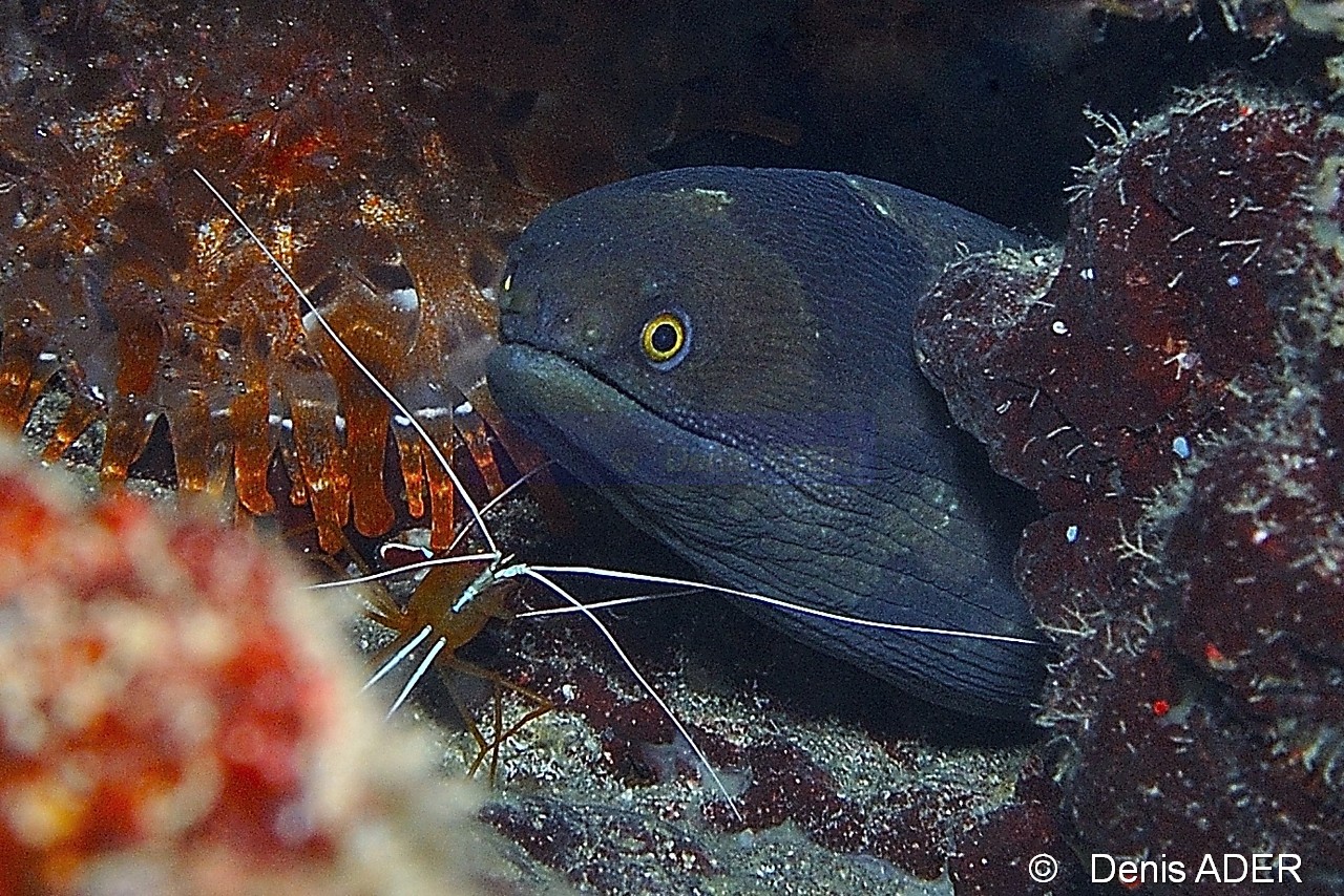 Lysmata grabhami-Channomuraena vittata Murene robuste Cap-Vert-Pointe Flamengo-17m-20150410-Denis-ADER-DSC_0103 - Copie_tn.jpg
